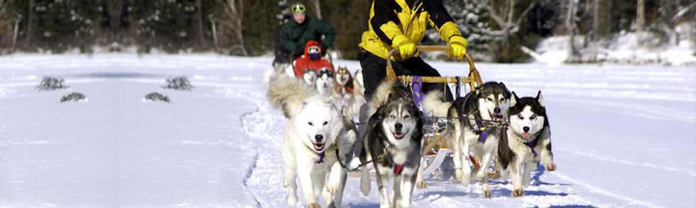 Chiens de Traineaux - Crédit photo Tourisme Laurentides