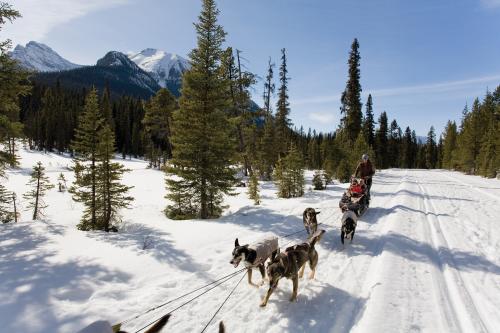 Chiens de traineaux - Crédit photo Banff Lake Louise Tourism, Paul Zizka