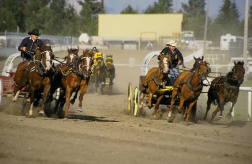 Course de Chuckwagon - Crédit Photo Travel Alberta