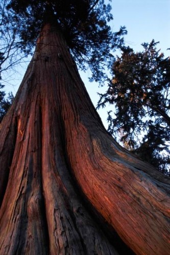 Arbre - Credit Photo Tourism BC - Tom Ryan