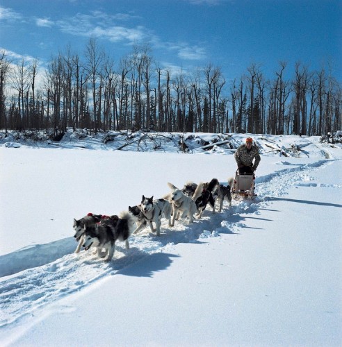 Chiens de traineaux - Crédit photo Tourism British Columbia