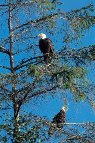 Faune - Credit  Photo Tourism British Columbia