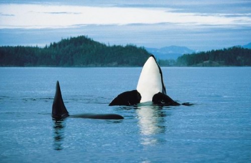 Orque - Credit Photo Tourism British Columbia