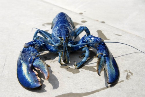 Homard Bleu - Credit Photo Tourisme Nouveau-Brunswick, Canada