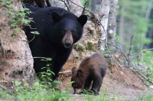 Observation de l'ours - Credit Photo Tourisme Nouveau-Brunswick, Canada