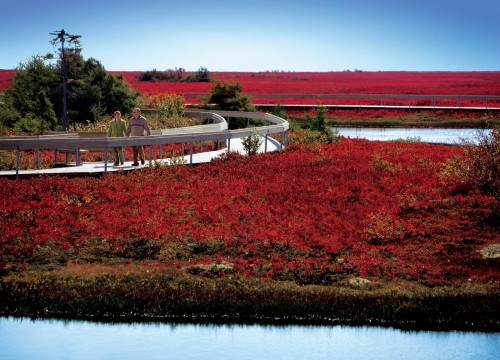 Tourbiere Ile Miscou - Credit Photo Tourisme Nouveau-Brunswick, Canada