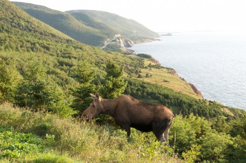 Female moose munches on leaves at lookoff on the Cabot Trail in Cape Breton Highlands National Park near Cheticamp - Credit Photo Nova Scotia Tourism