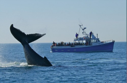 Whale watching tour off Digby Neck in southwestern Nova Scotia - Credit Photo Nova Scotia Tourism