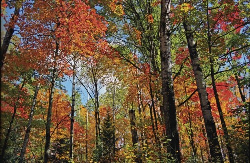 Les Couleurs de l'Automne- Crédit photo Ontario Tourism