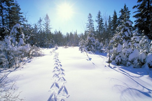 Parc Algonquin - Credéit Photo Ontario Tourism