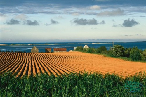 Champs pommes de terre - Credit Photo Tourism PEI - Jack LeClair