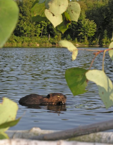 Castor - Creédit Photo M. Julien Tourisme Mauricie