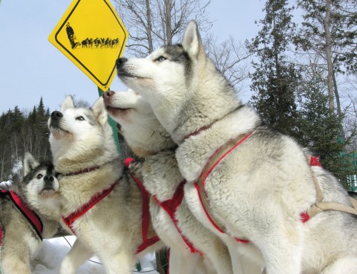 Chien de Traineau 2 - Crédit Photo M. Julien Tourisme Mauricie