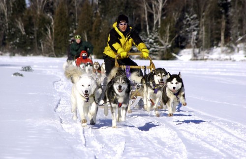 Chiens de Traineaux - Crédit photo Tourisme Laurentides