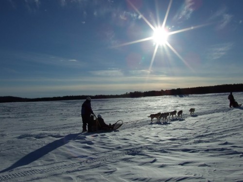 Chiens de traineaux - Crédit photo Tourisme Lanaudière