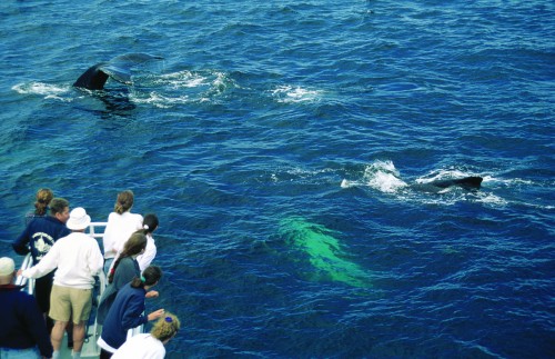 Observation des Baleines - Crédit photo Ministère du Tourisme du Québec