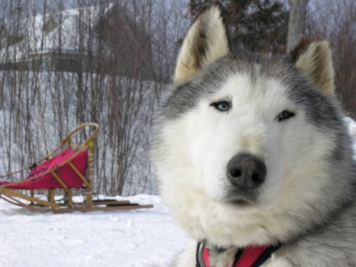 Traineau a chiens - Cédrit Photo M. Julien Tourisme Mauricie