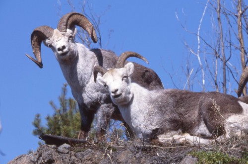 Faune - Credit Photo  Government of Yukon - S Kraseman