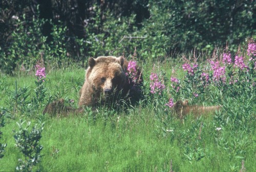 Grizzly - Credit Photo Government of Yukon